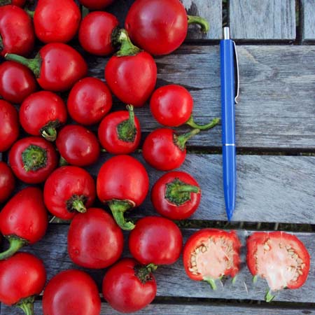 jungpflanzen-ballito