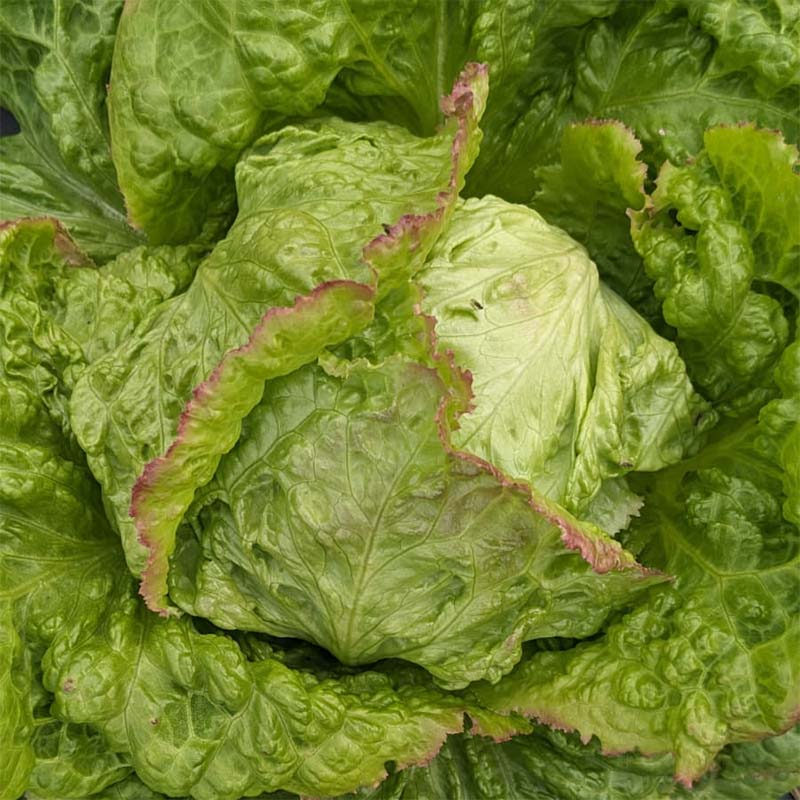 jungpflanzen-grazer_krauthaeuptel