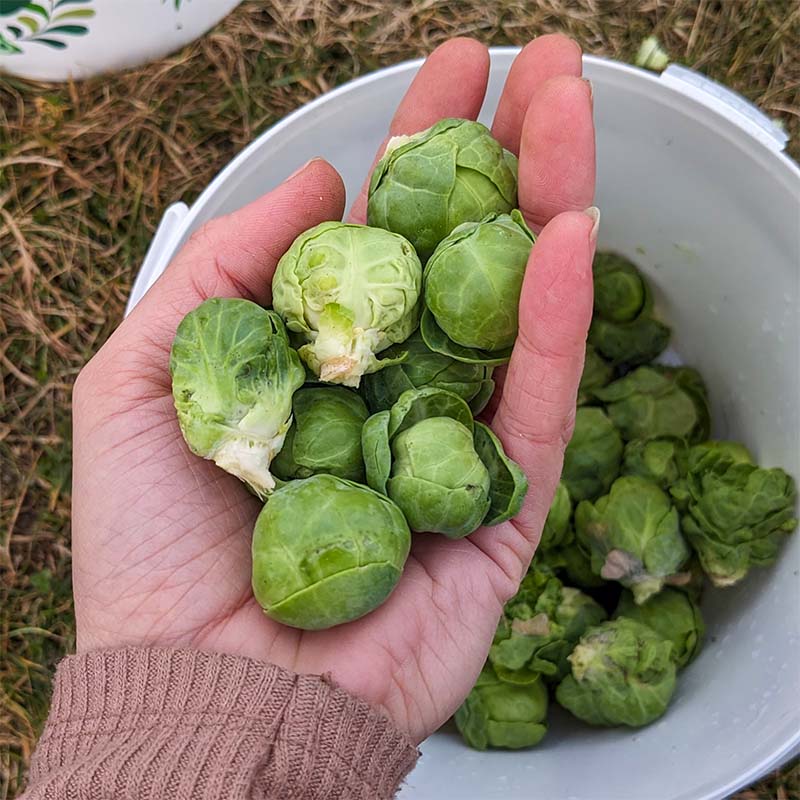 jungpflanzen-groninger